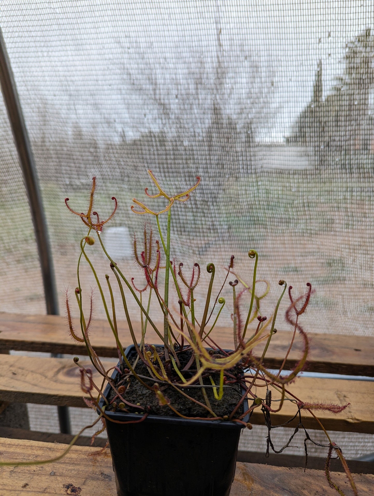 Drosera binata var. multifida