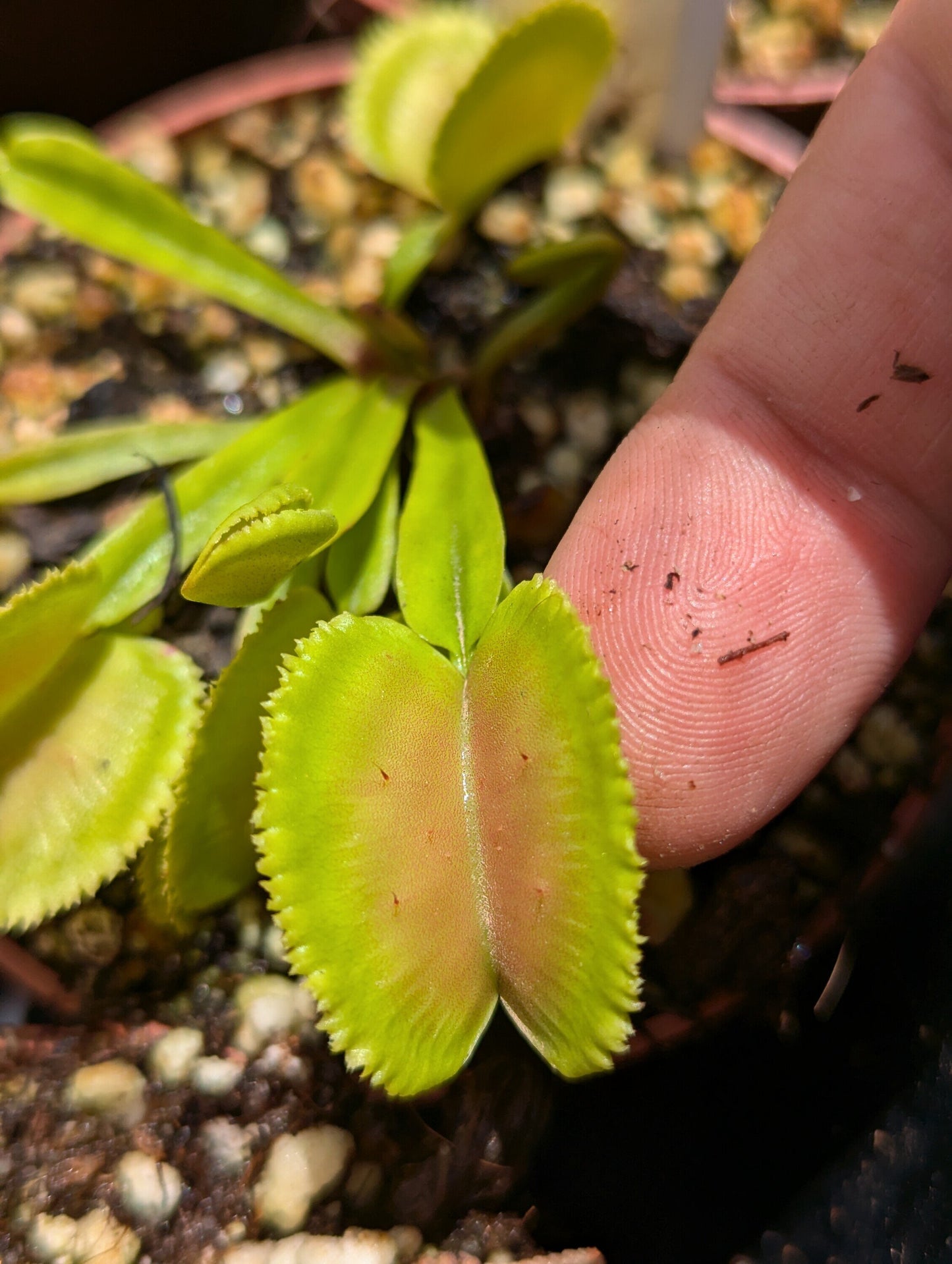 Dionaea muscipula Whale