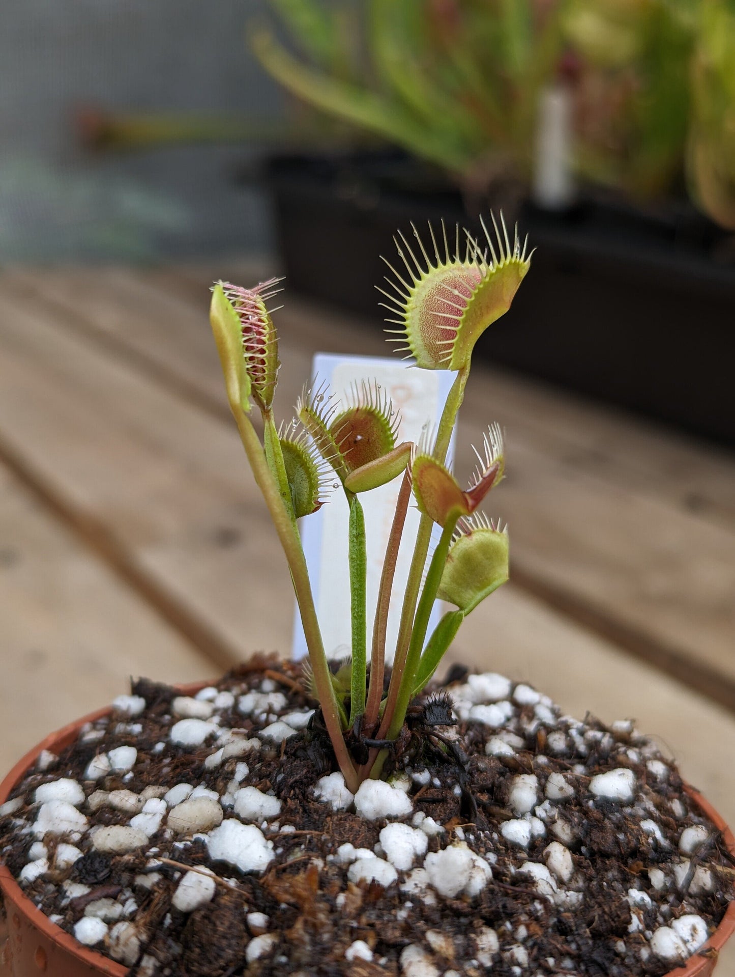 Dionaea muscipula Spider