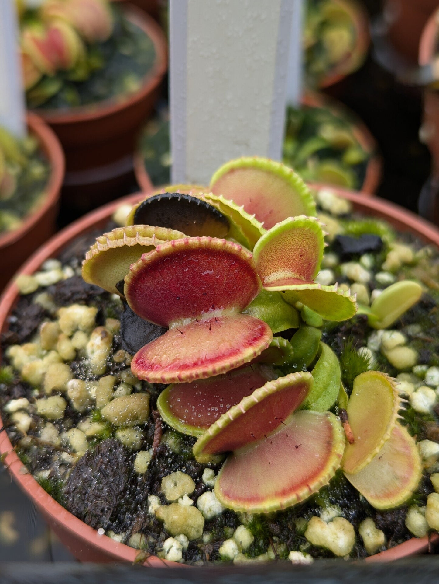 Dionaea muscipula Coquillage