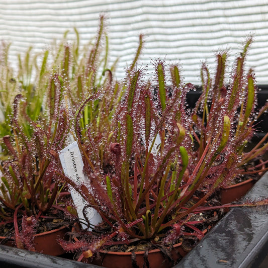 Drosera capensis all red