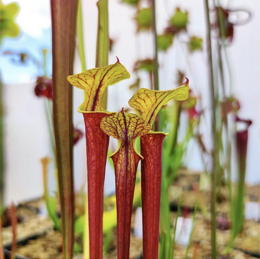 Sarracenia Flava var. rubricorpora