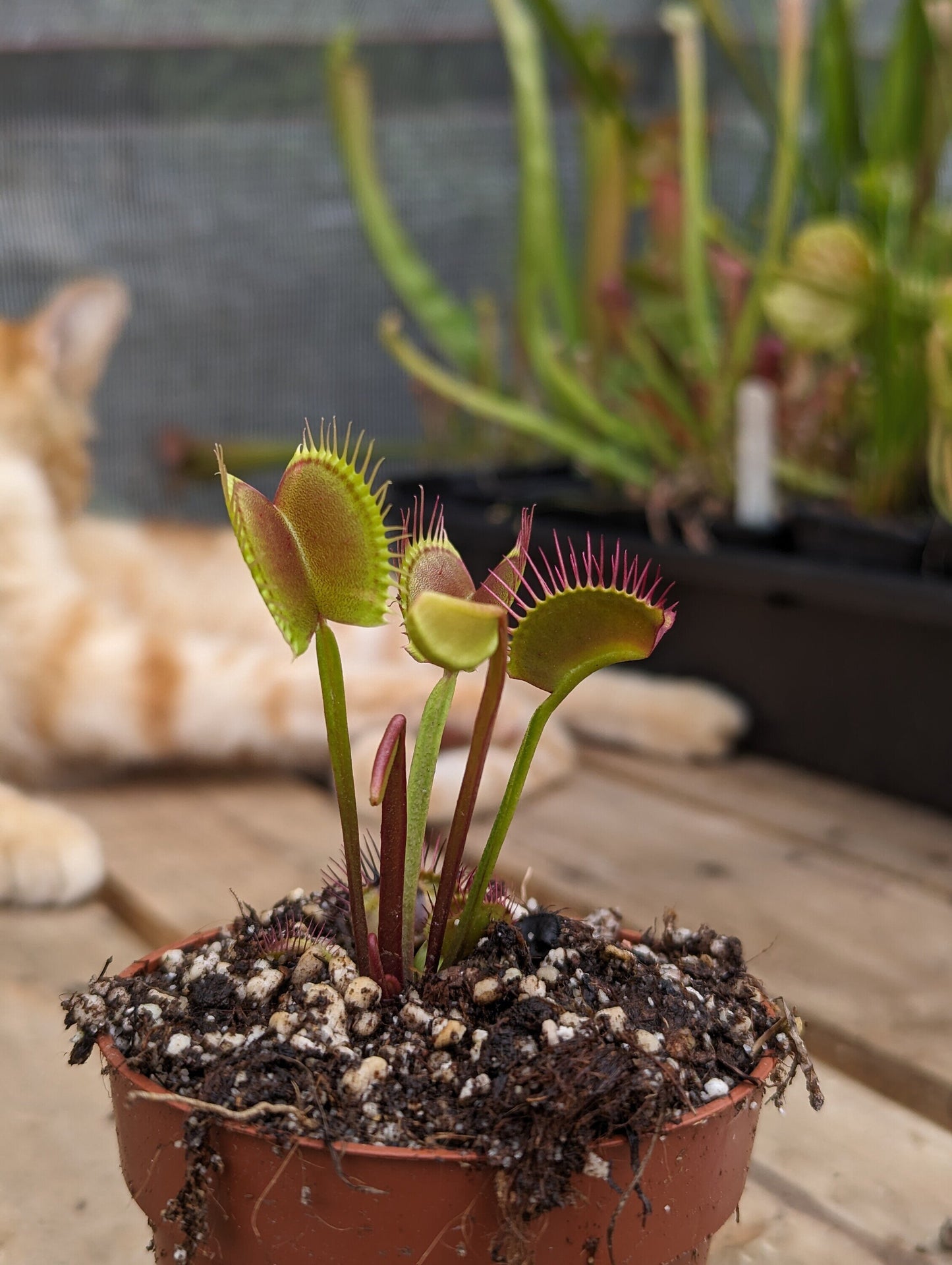 Dionaea muscipula Titan clone Z6