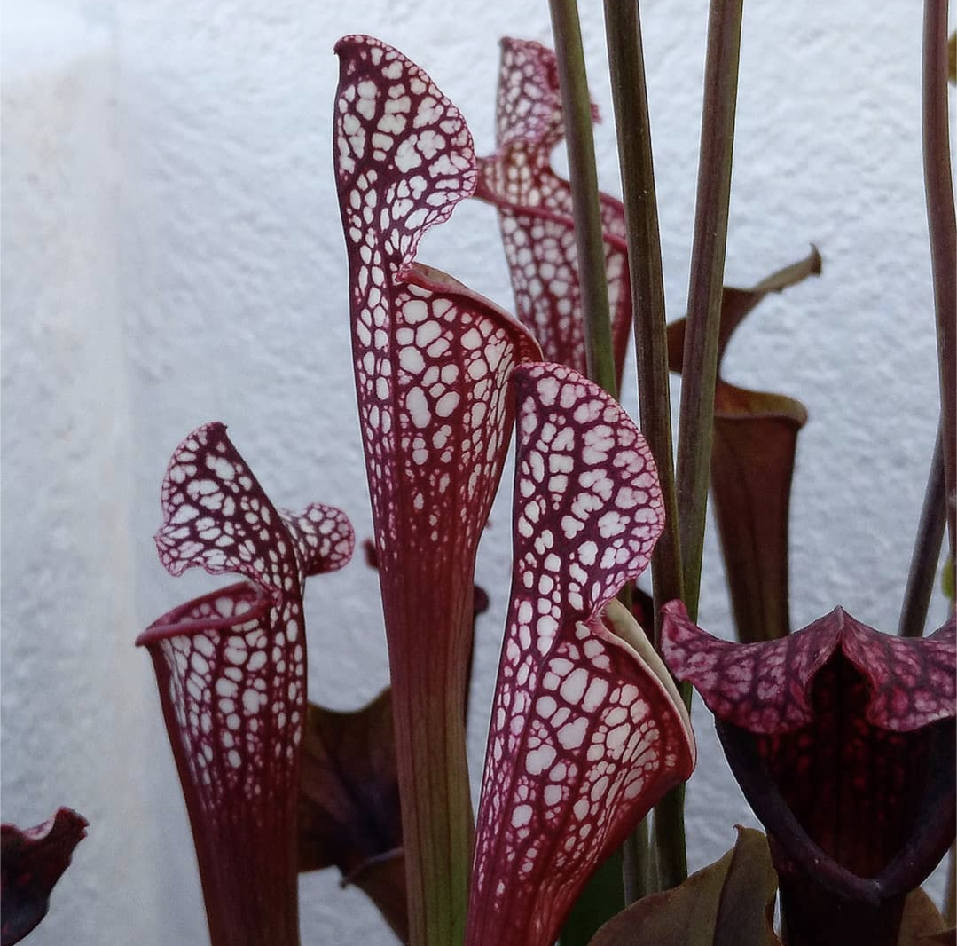 Sarracenia Leucophylla royal red