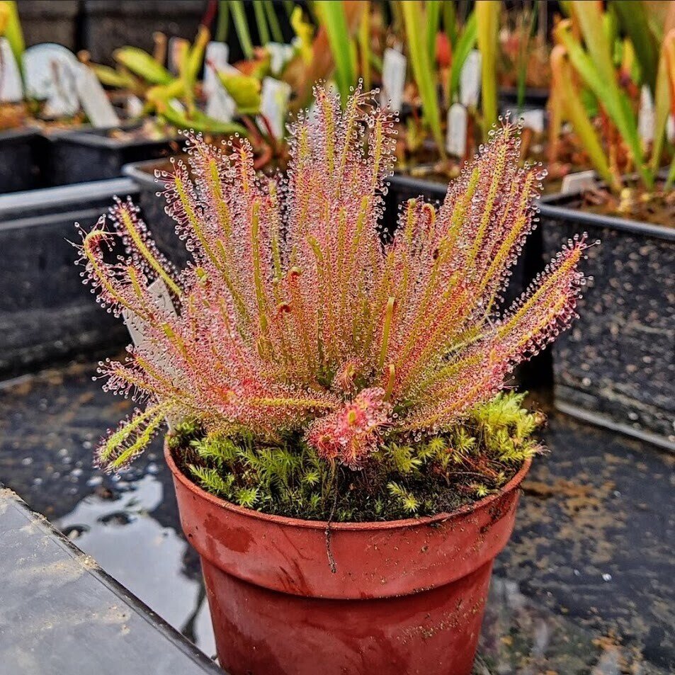 Drosera x hybrida