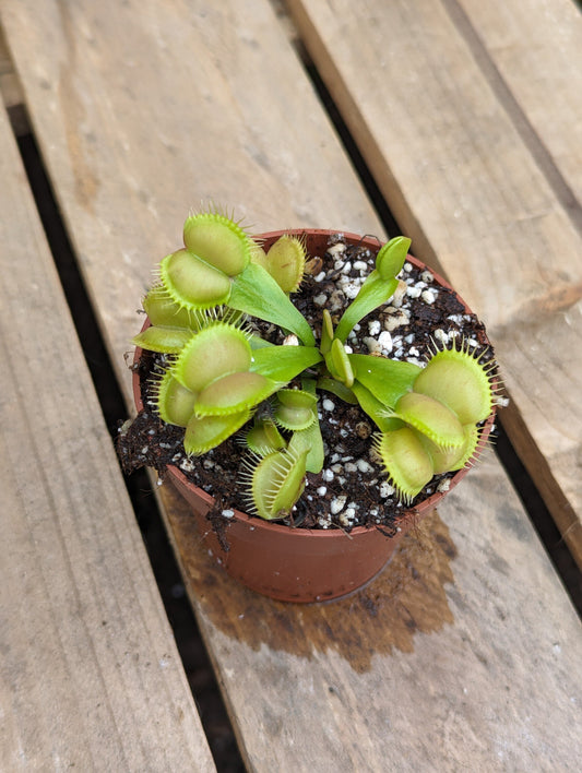 Dionaea muscipula Galaxy