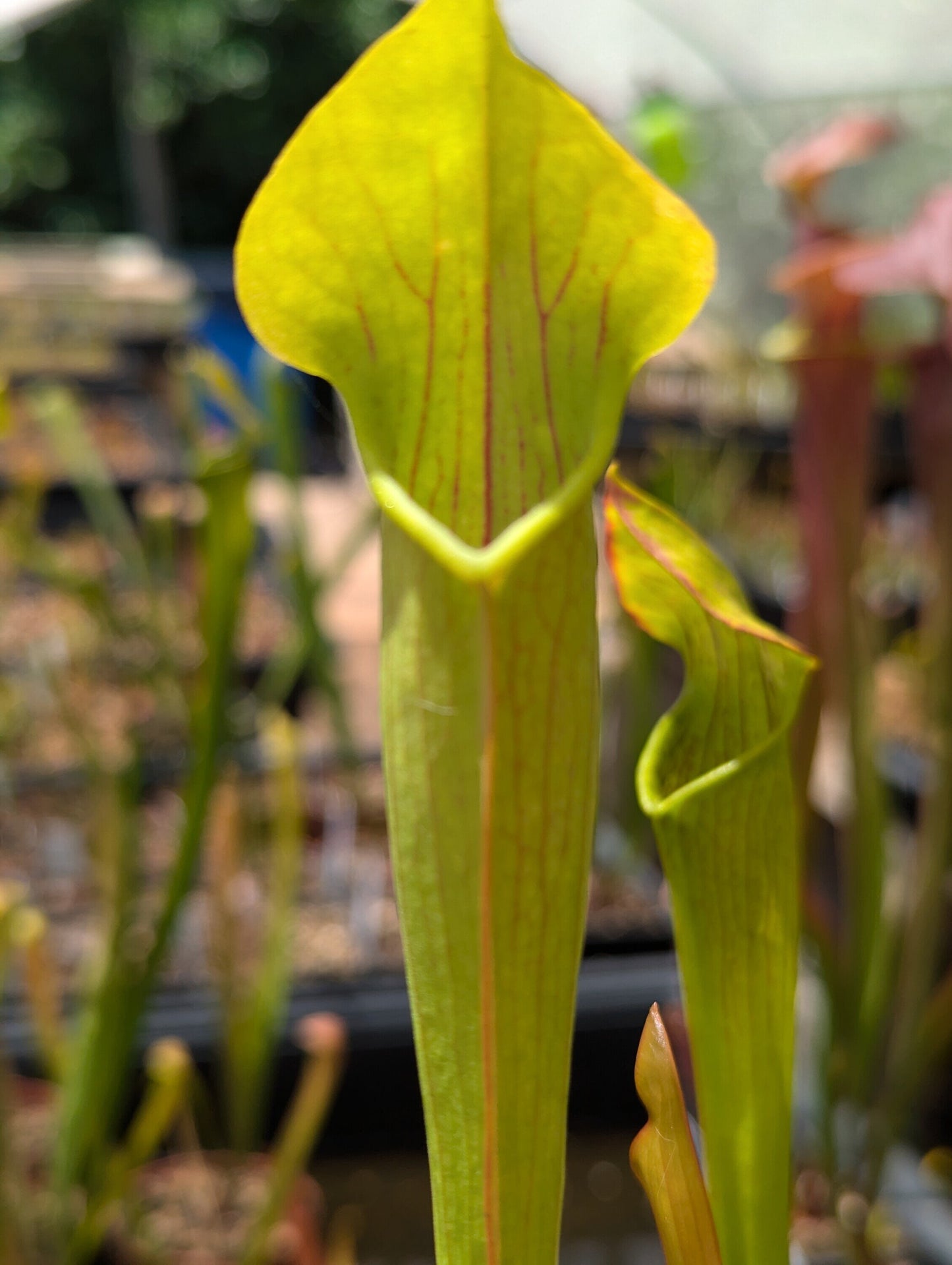 Sarracenia Alata