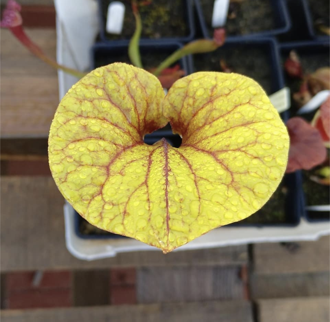 Sarracenia Flava var. rubricorpora