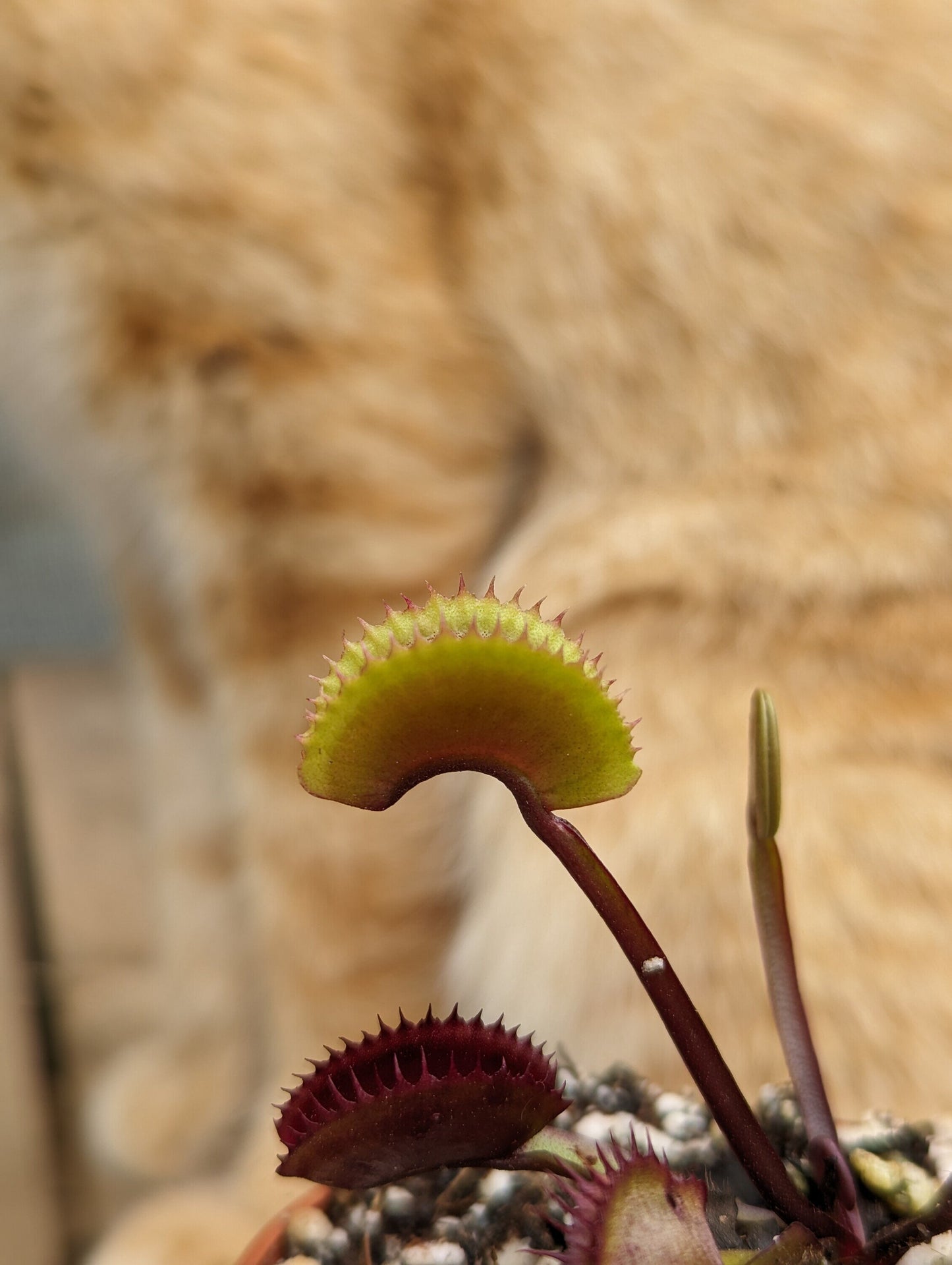 Dionaea muscipula FTS Archangel