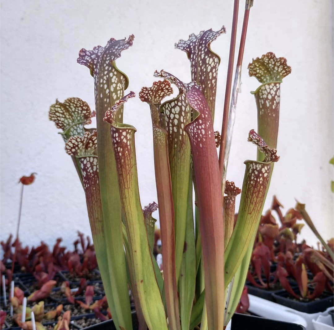 Sarracenia Farnhamii hybride