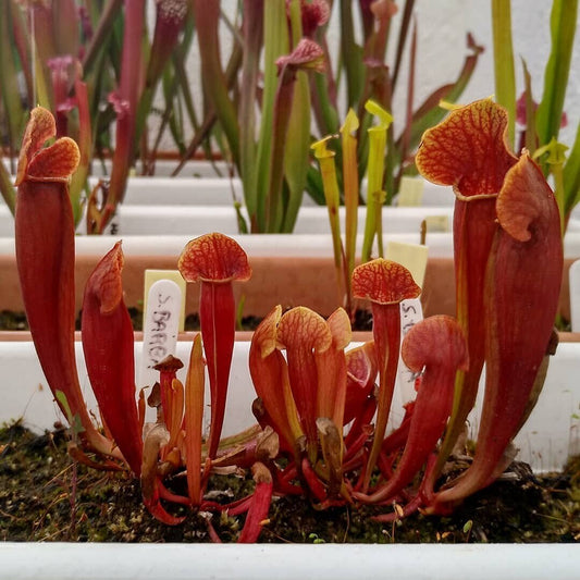 Sarracenia Barbapapa