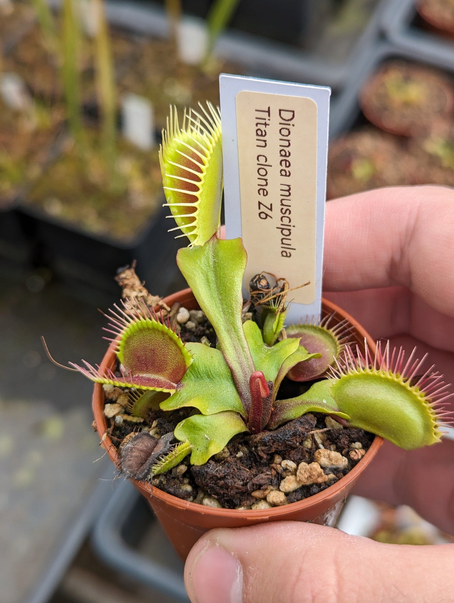 Dionaea muscipula Titan clone Z6