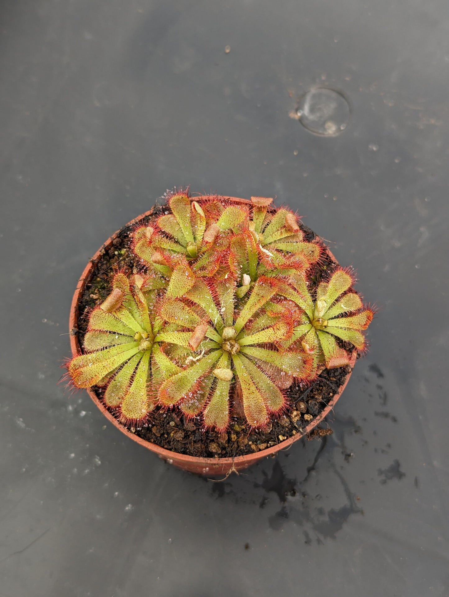 Drosera aliciae