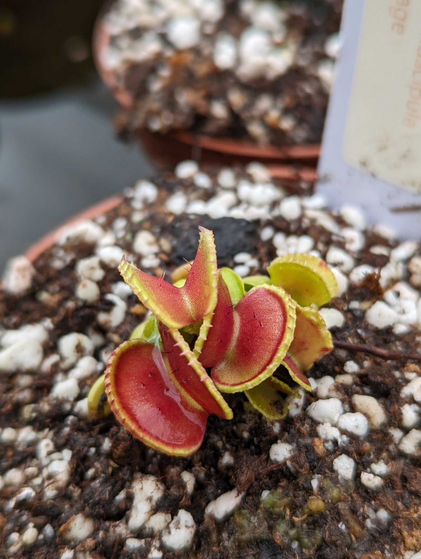 Dionaea muscipula Coquillage