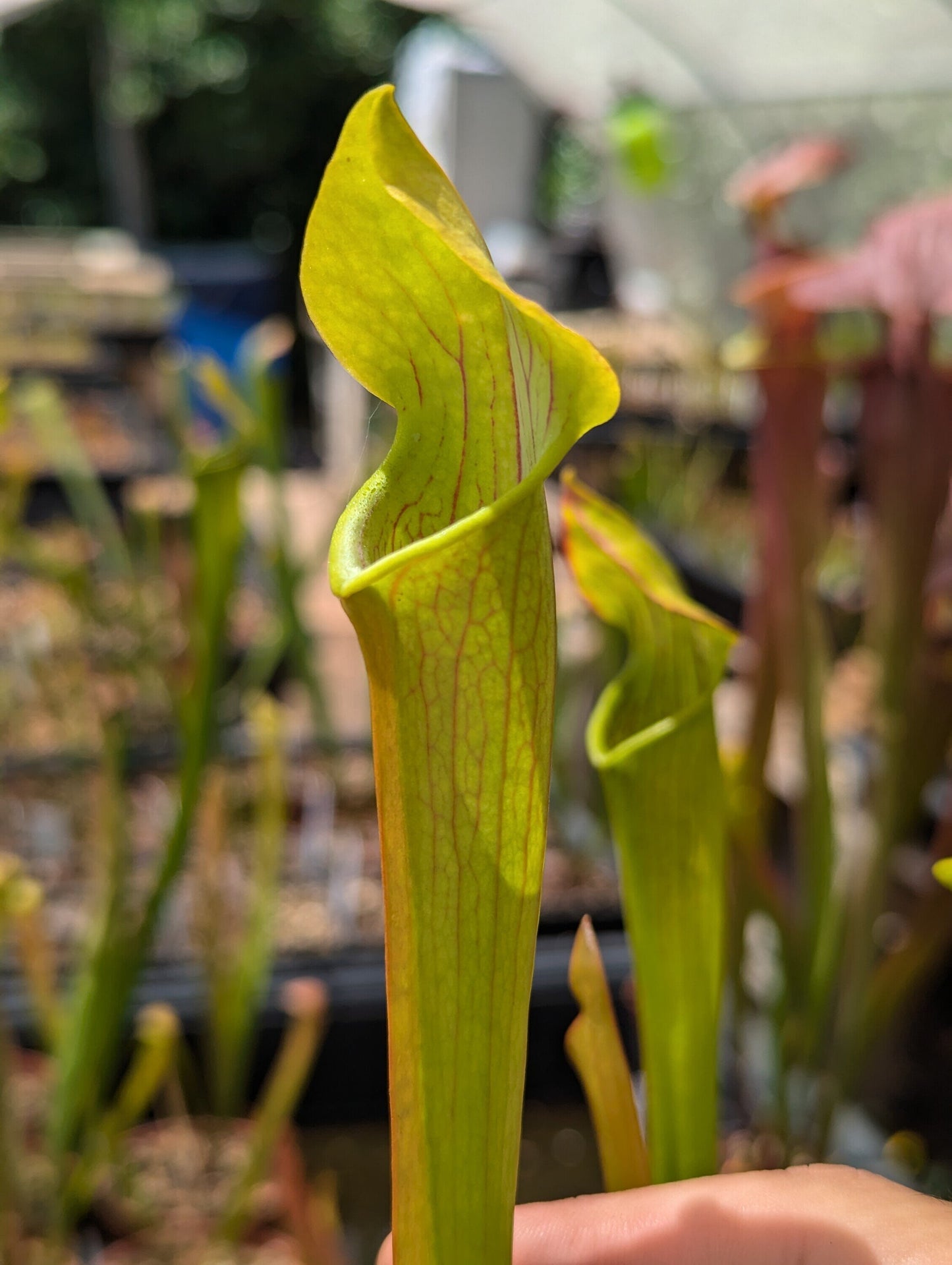 Sarracenia Alata