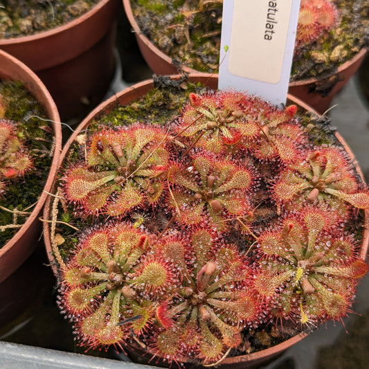 Drosera spatulata