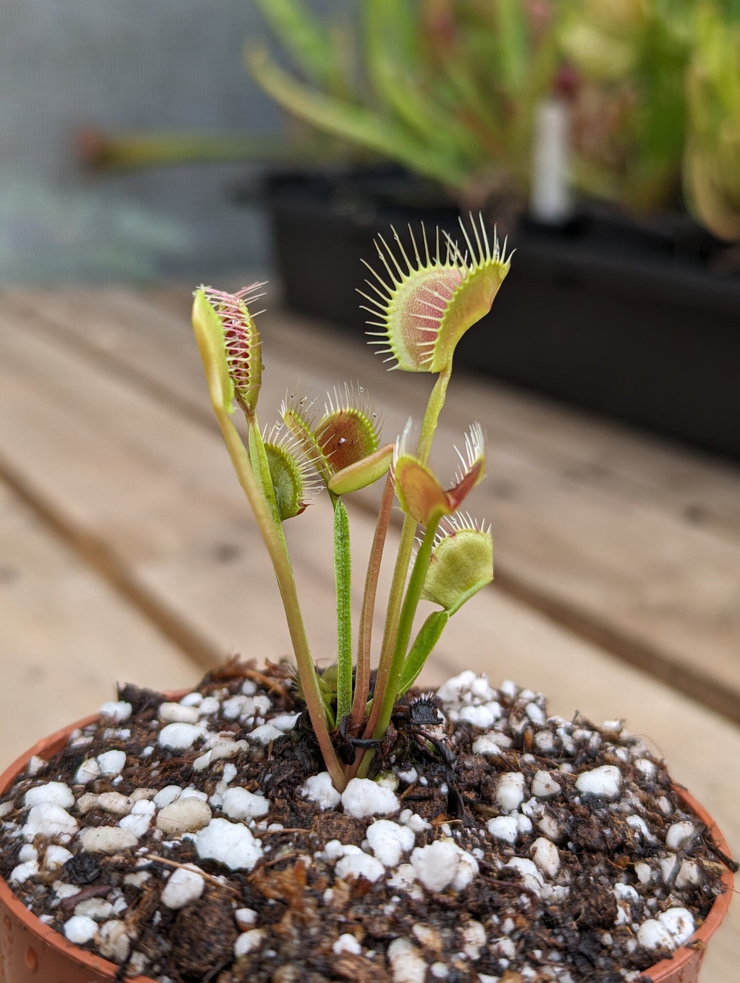 Dionaea muscipula Spider