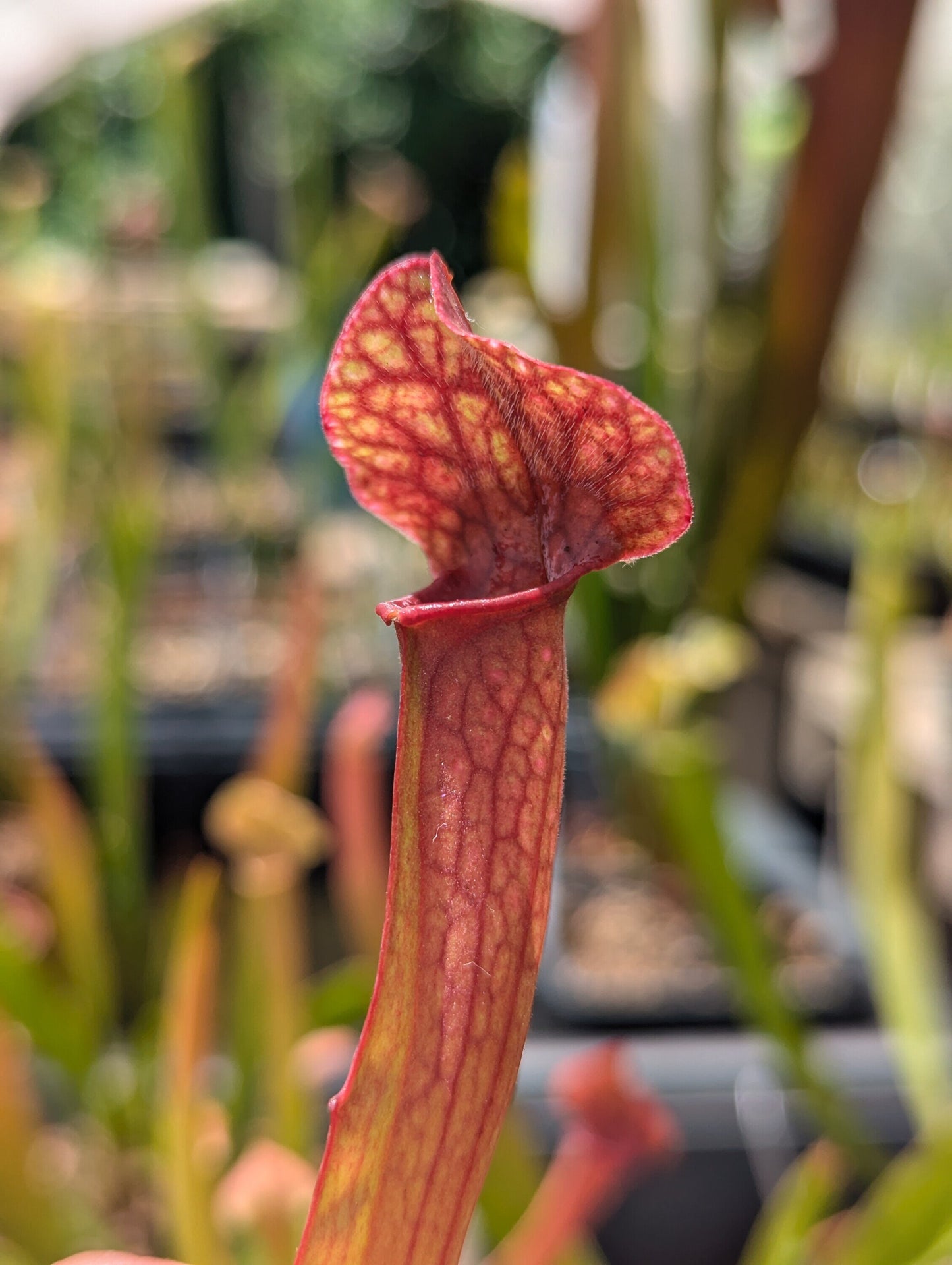 Sarracenia ''Red neck''