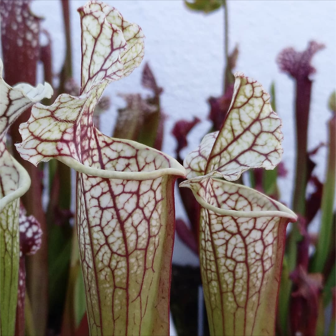 Sarracenia Leucophylla strikerles plants hybrid