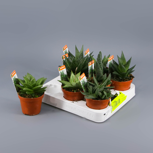 Haworthia y aloe mix 8,5