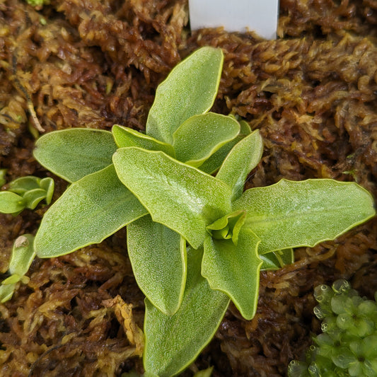 Pinguicula Vulgaris