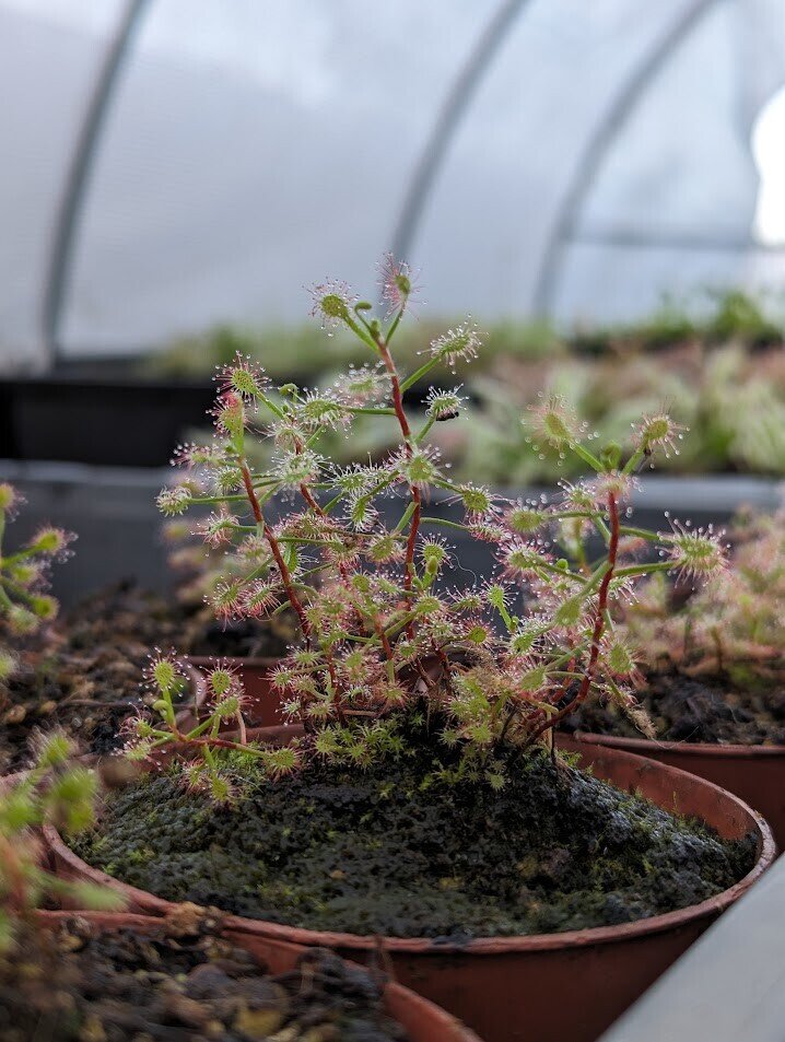 Drosera madagascarensis