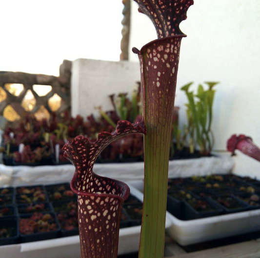 Sarracenia Stevensii