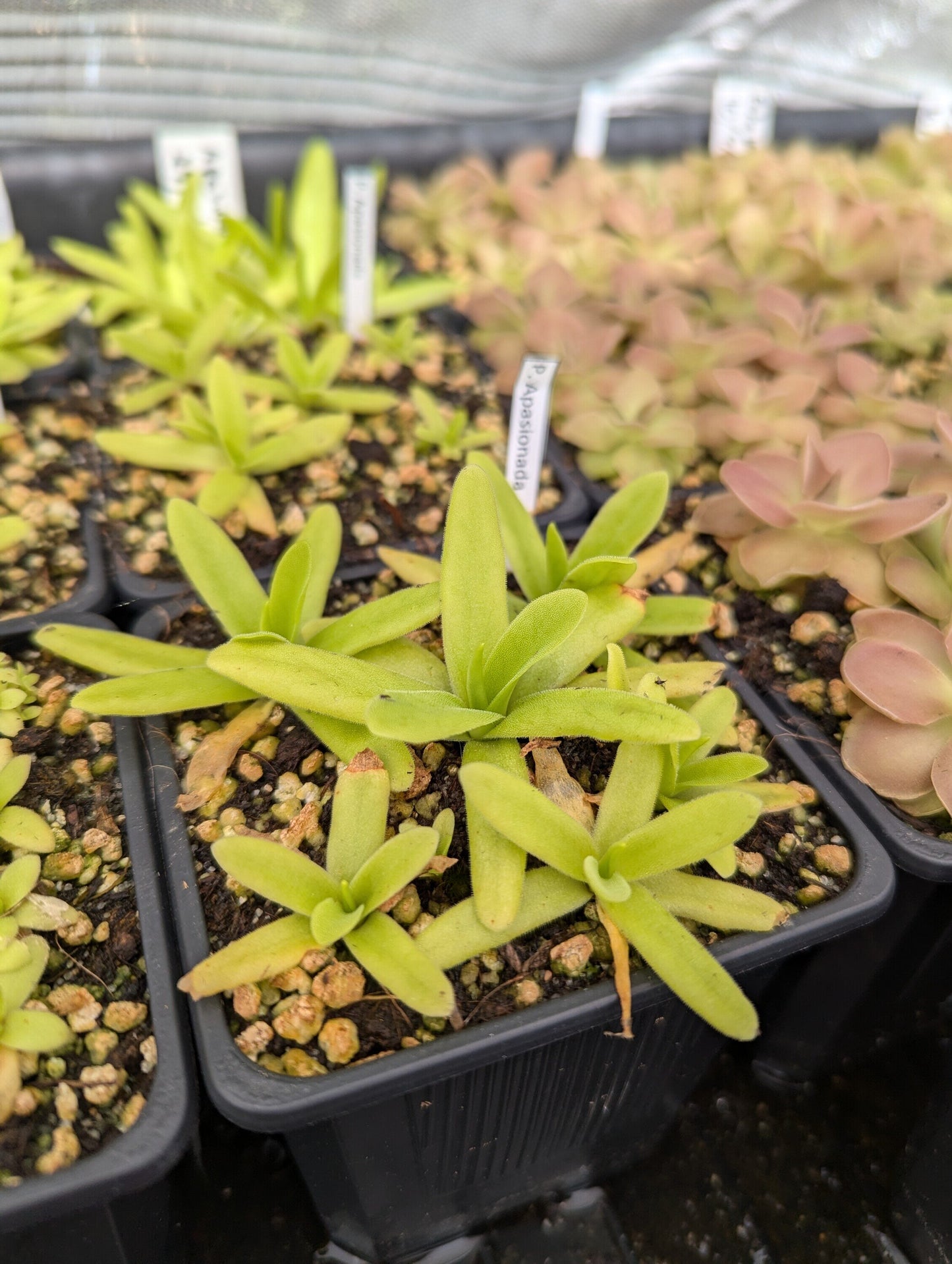 Pinguicula x Apasionada