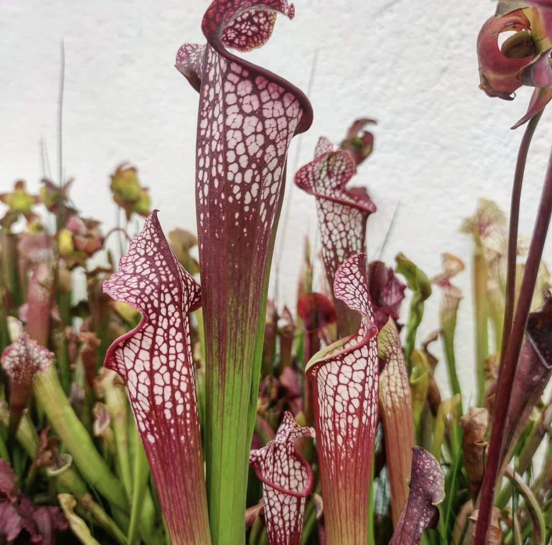 Sarracenia Leucophylla royal red