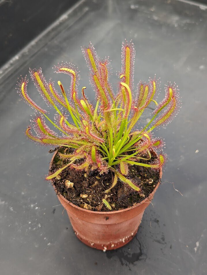 Drosera capensis