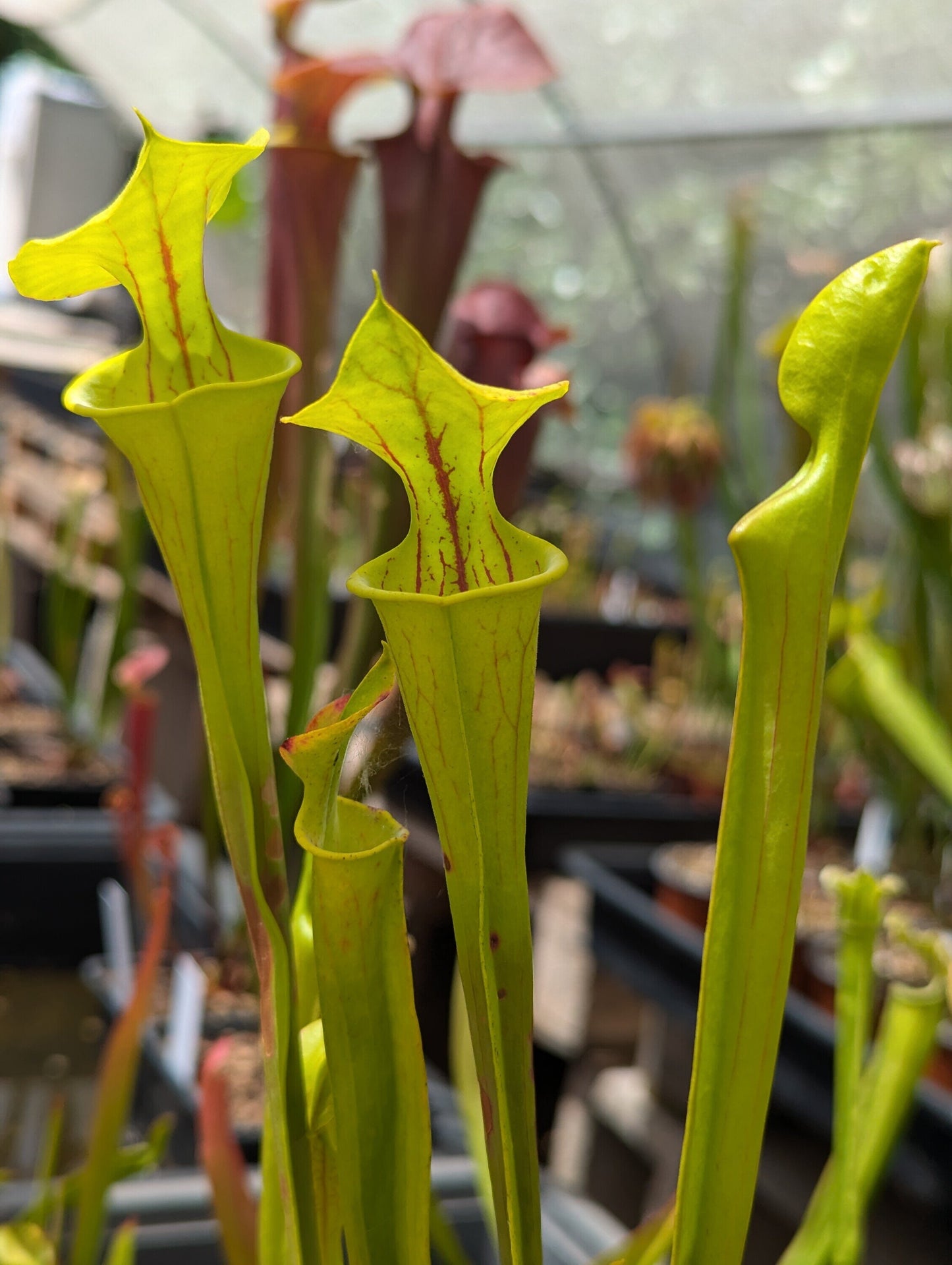 Sarracenia Flava var. flava