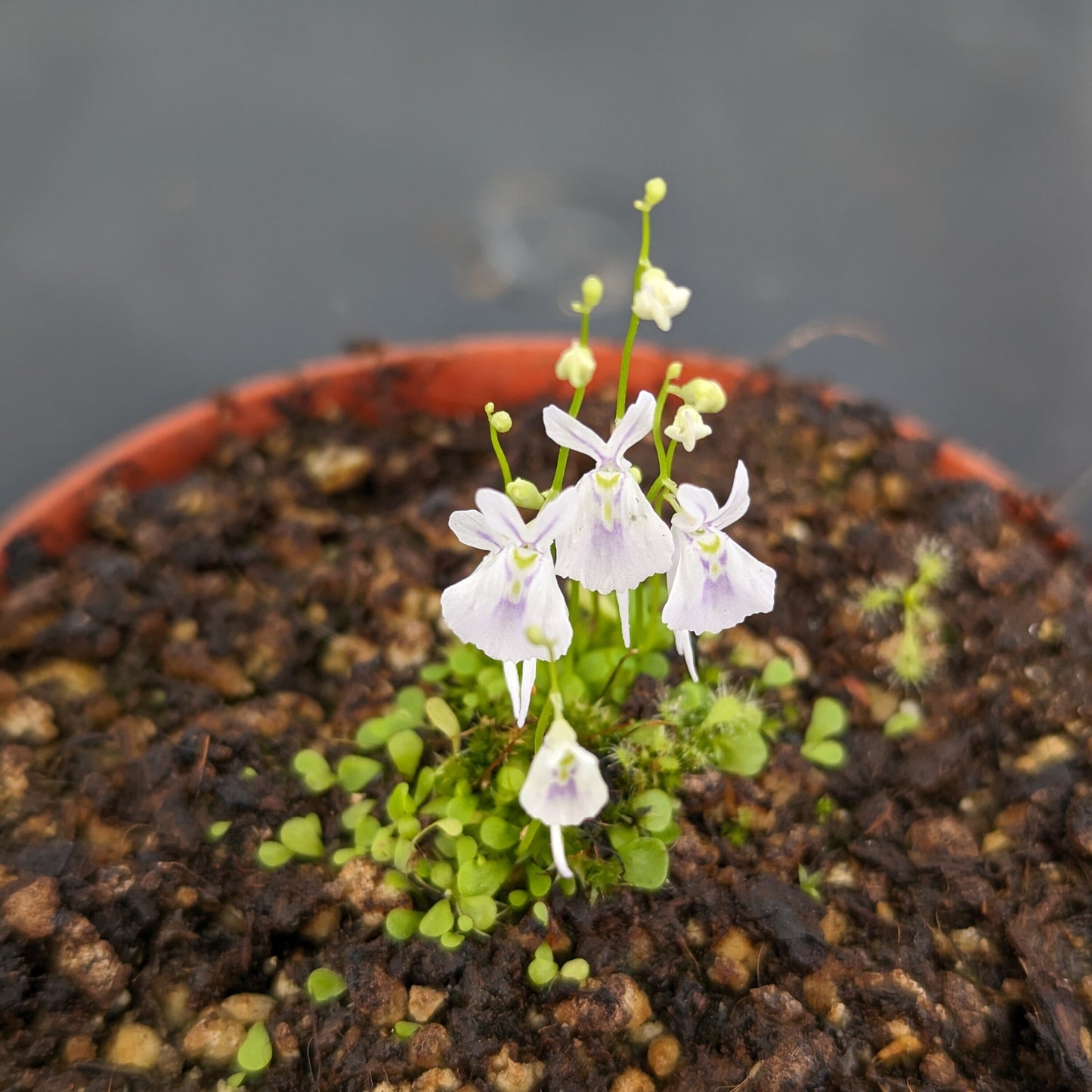 Utricularia Sandersonii