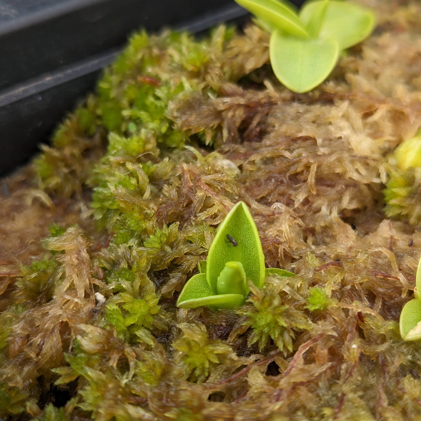 Pinguicula Vulgaris