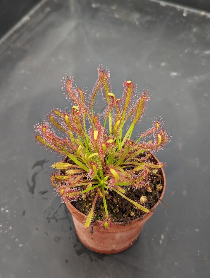 Drosera capensis