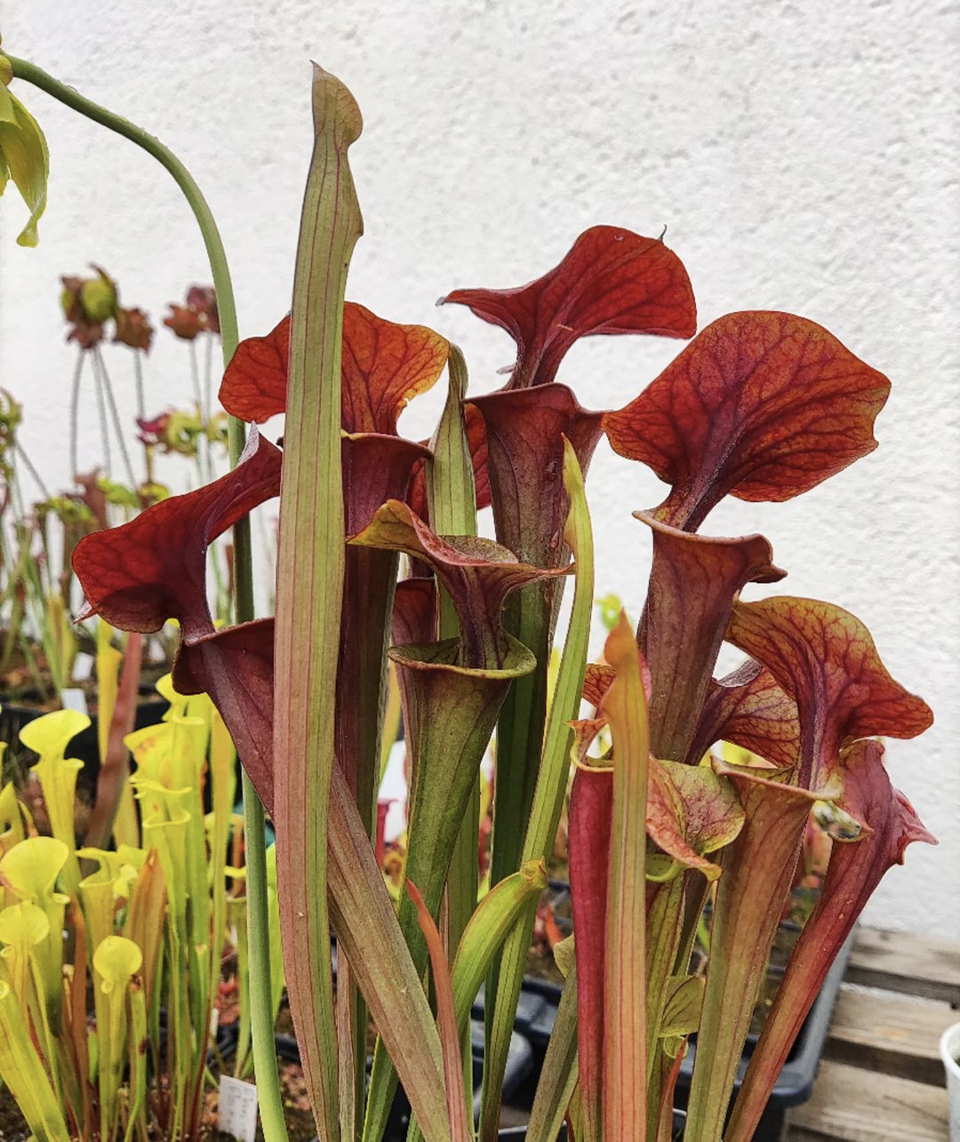 Sarracenia Flava var. atropurpurea