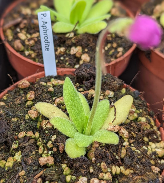 Pinguicula x Aphrodite