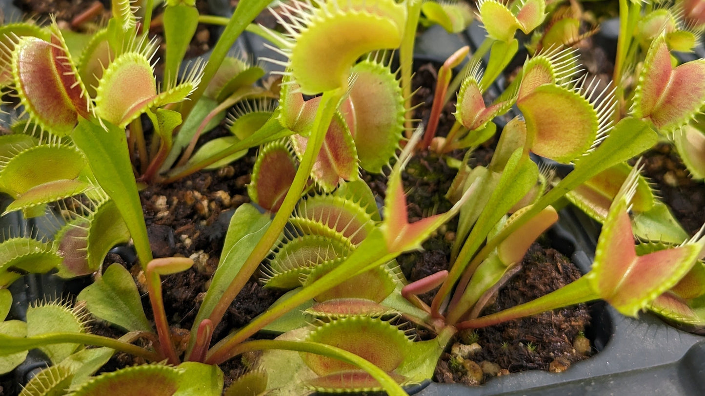 Dionaea muscipula