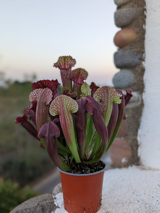 Sarracenia Fiona