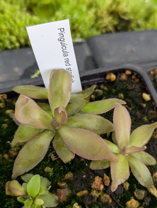 Pinguicula Red Starfish