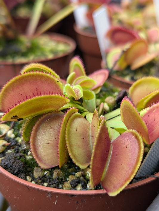 Dionaea muscipula Microdent