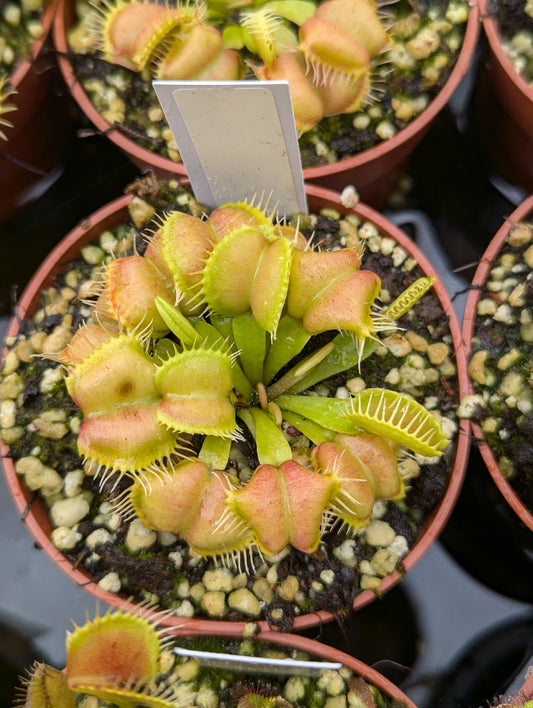 Dionaea muscipula Galaxy