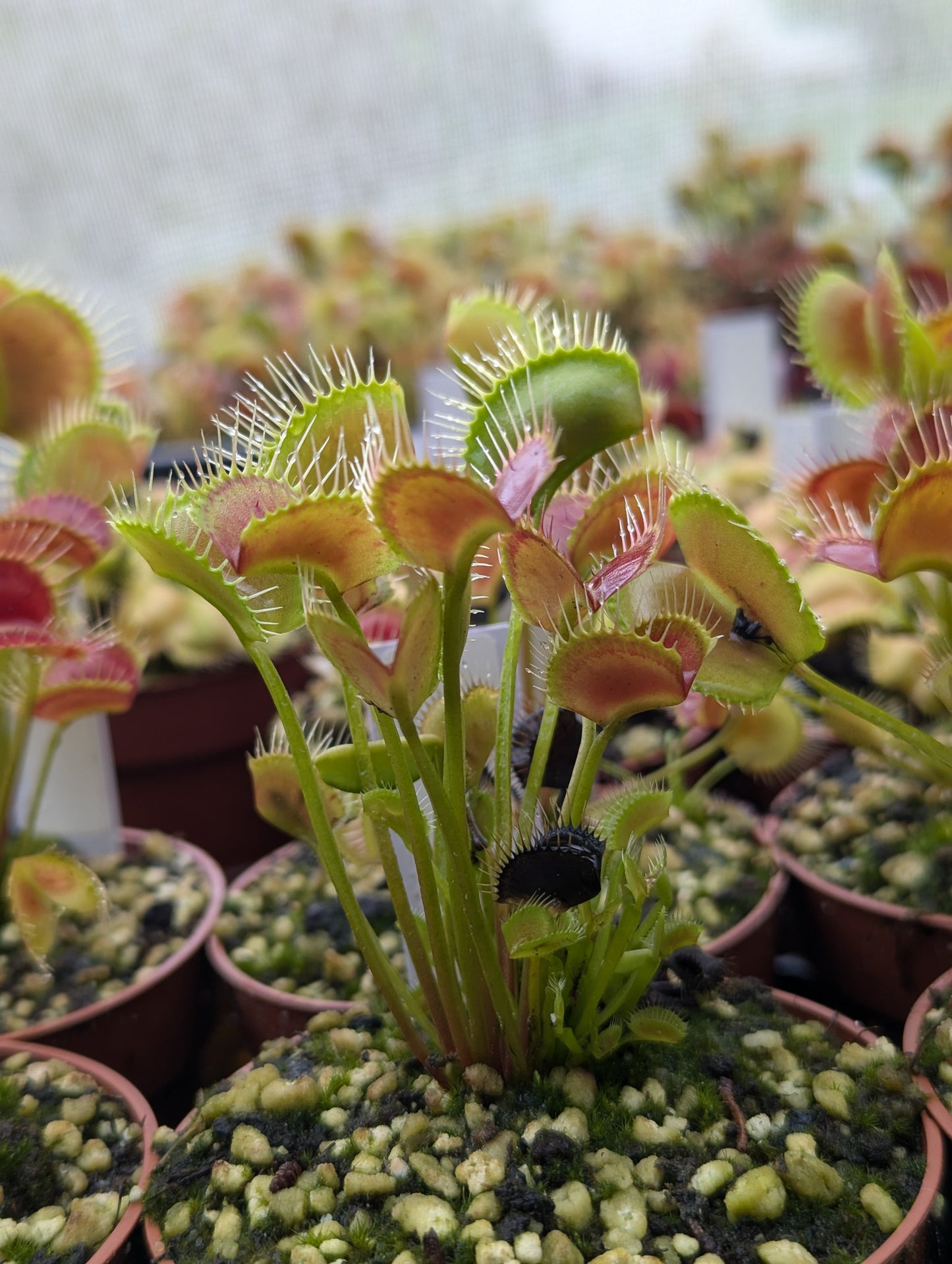 Dionaea muscipula Spider