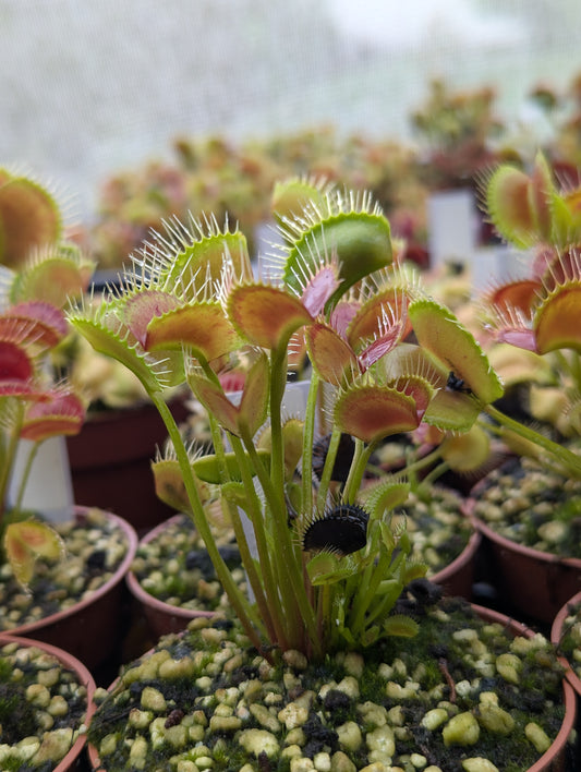 Dionaea muscipula Spider