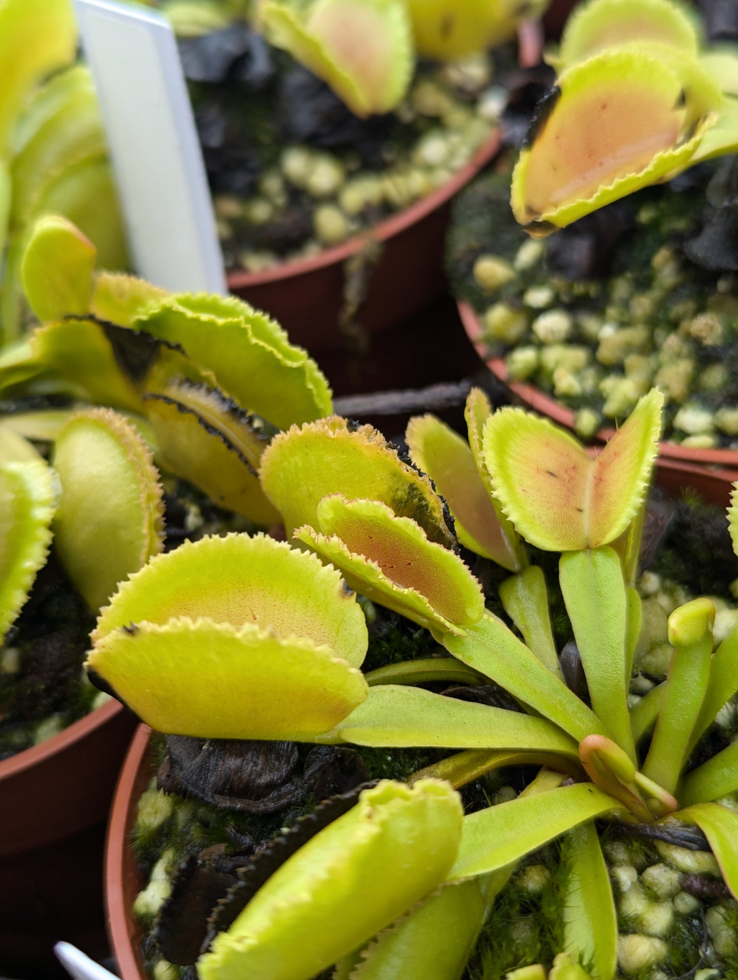 Dionaea muscipula Whale