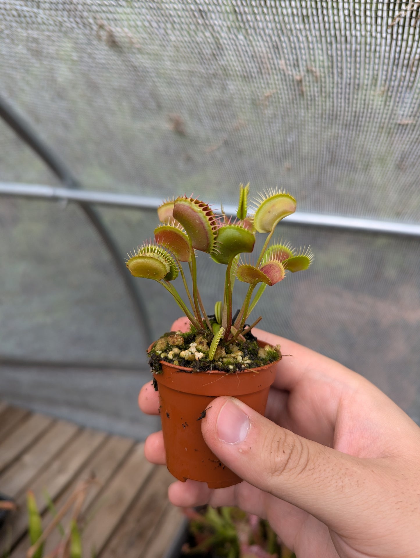 Dionaea muscipula Erect form