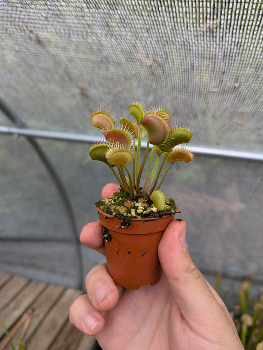 Dionaea muscipula Erect form