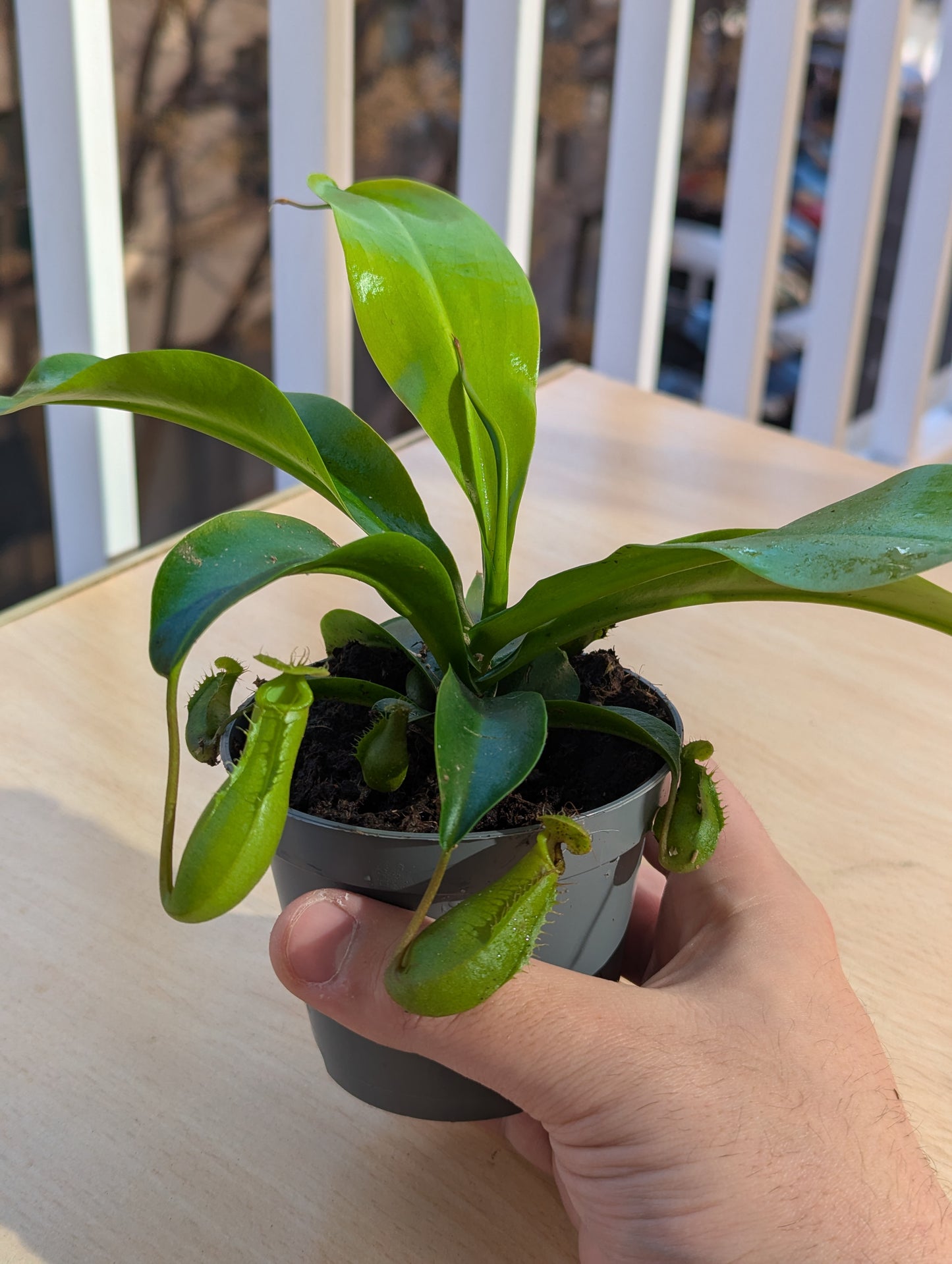 Nepenthes ventricosa x alata