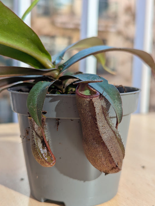 Nepenthes rebecca soper