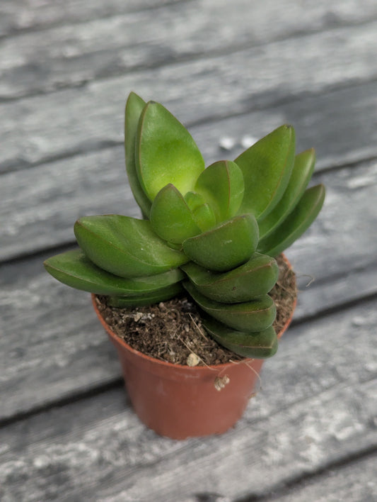 Crassula Ben