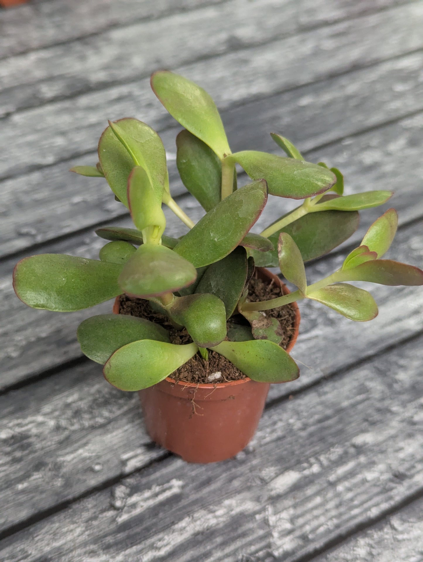 Crassula Ovata